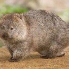 Wombat