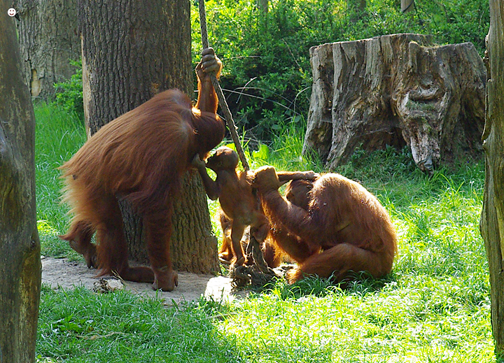 orang-utans