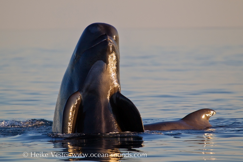 pilot-whales-norway_heike-vester-9