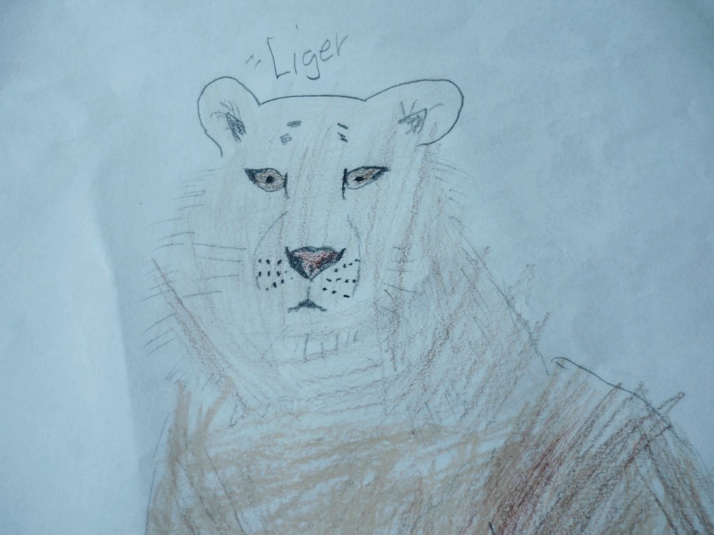 liger_0